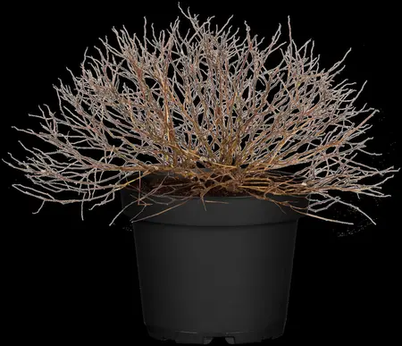 Spiraea japonica 'Magic Carpet' - 7.5 Ltr pot - image 1