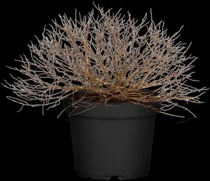 Spiraea japonica 'Magic Carpet' - 3 Ltr pot - image 5
