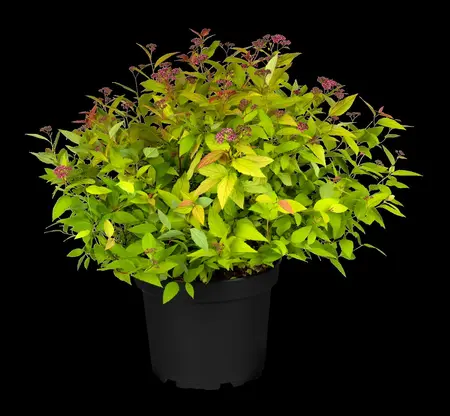 Spiraea japonica 'Magic Carpet' - 30-40 CM C3 - image 5