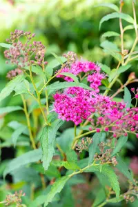 Spiraea japonica 'Neon Flash' - 30-40 CM C1.5 - image 3