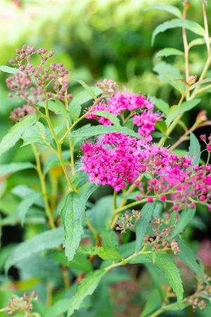 Spiraea japonica 'Neon Flash' - 30-40 CM C3.5 - image 3