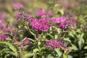 Spiraea japonica 'Neon Flash'