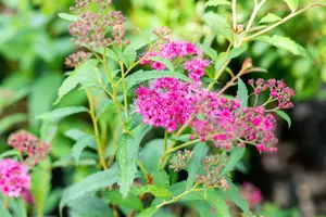 Spiraea japonica 'Neon Flash' - 30-40 CM C1.5 - image 2