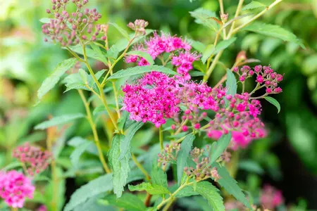 Spiraea japonica 'Neon Flash' - 30-40 CM C1.5 - image 4