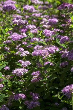 Spiraea japonica 'Walbuma' - 25-30 CM C3 - image 4