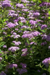 Spiraea japonica 'Walbuma' - 25-30 CM C3 - image 4
