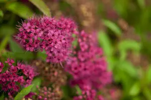 Spiraea japonica 'Walbuma' - 25-30 CM C3 - image 5
