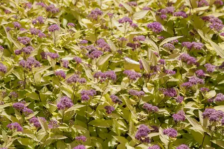 Spiraea japonica 'Walbuma' - 25-30 CM C3 - image 3