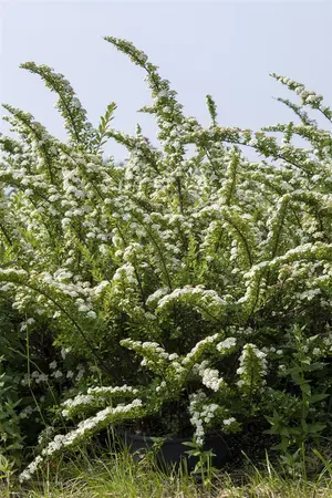 Spiraea nipp. 'Snowmound' - 50-60 CM C6.5 - image 3