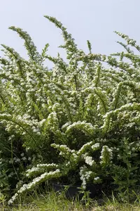 Spiraea nipp. 'Snowmound' - 50-60 CM C6.5 - image 3