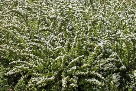 Spiraea nipp. 'Snowmound' - P9 - image 2