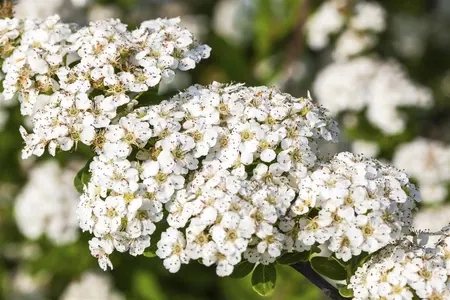 Spiraea nipp. 'Snowmound' - P9 - image 4