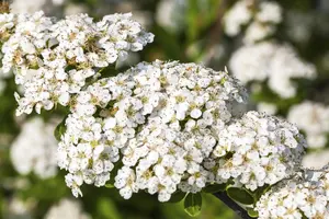 Spiraea nipp. 'Snowmound' - P9 - image 4
