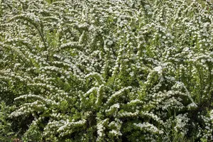 Spiraea nipp. 'Snowmound' - 30-40 CM C10 - image 2