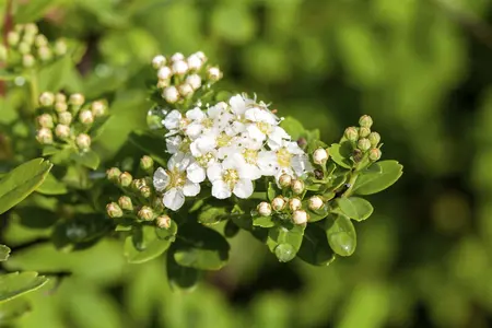 Spiraea nipp. 'Snowmound' - 40-50 CM C7.5 - image 1