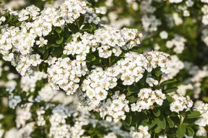 Spiraea nipp. 'Snowmound' - 50-60 CM C6.5 - image 5