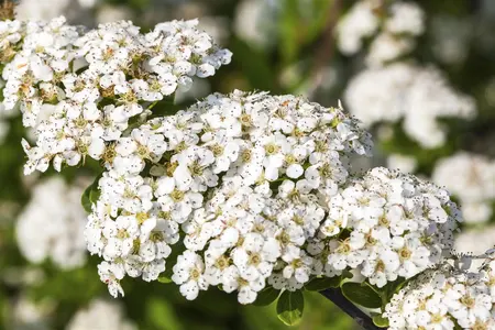 Spiraea nipp. 'Snowmound' - 60-80 CM C2 - image 4