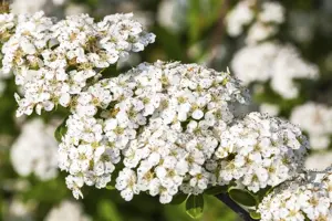 Spiraea nipponica