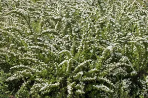 Spiraea nipponica - 100-125 CM C20 - image 2