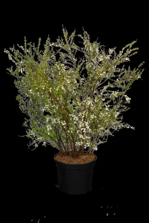 Spiraea thunbergii - LINERS 18 CEL TRAY P9 SIZE - image 5