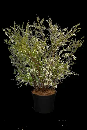 Spiraea thunbergii - 2 Ltr pot - image 5