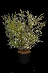 Spiraea thunbergii - 2 Ltr pot - image 5