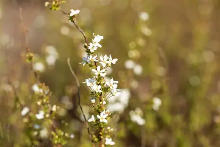 Spiraea thunbergii - 3 Ltr pot - image 4