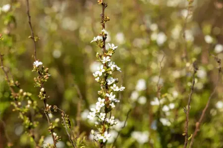 Spiraea thunbergii - 40-60 CM C3 - image 2