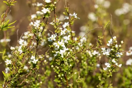 Spiraea thunbergii - LINERS 18 CEL TRAY P9 SIZE - image 3