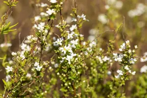 Spiraea thunbergii - LINERS 18 CEL TRAY P9 SIZE - image 3