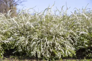 Spiraea thunbergii - P9 - image 1
