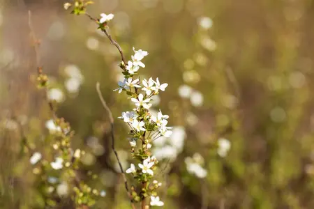 Spiraea thunbergii - P9 - image 4