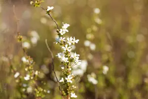 Spiraea thunbergii - P9 - image 4