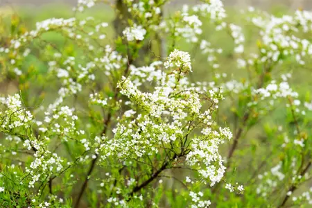 Spiraea thunbergii - P9 - image 5