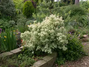 Spiraea vanh. 'Pink Ice'