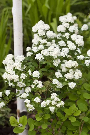 Spiraea vanhouttei - 5 Ltr pot - image 2