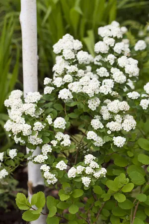 Spiraea vanhouttei - 80-100 CM C2 - image 2