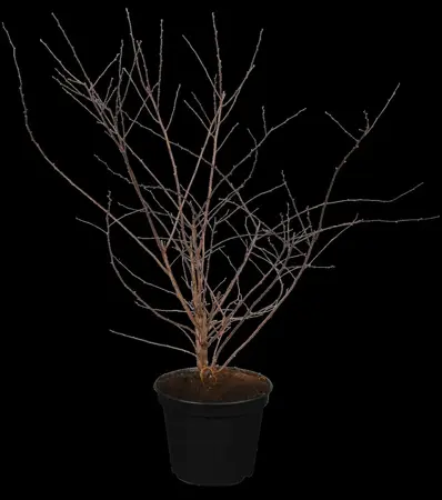 Spiraea vanhouttei - 125-150  CM C7.5 - image 1