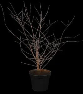 Spiraea vanhouttei - 25-30 CM C2 - image 1