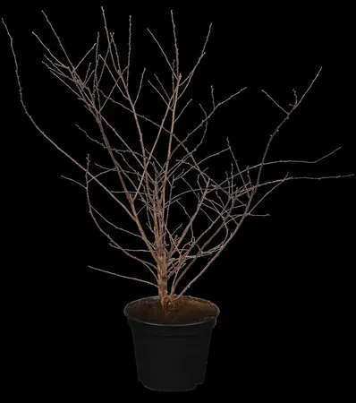 Spiraea vanhouttei - 80-100 CM C2 - image 1