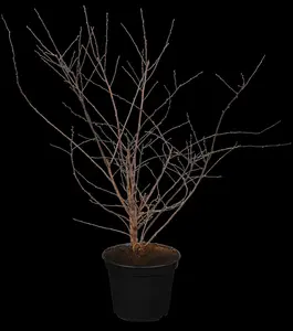 Spiraea vanhouttei - 80-100 CM C2 - image 5