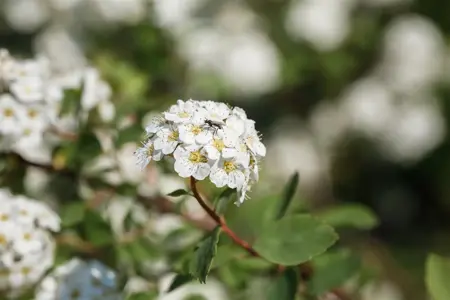 Spiraea vanhouttei - 125-150  CM C7.5 - image 4
