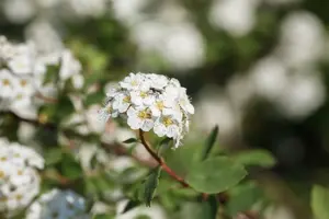 Spiraea vanhouttei - 125-150  CM C7.5 - image 4