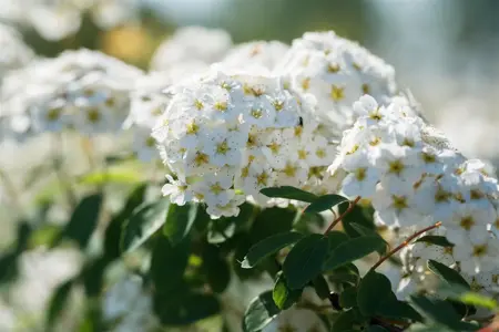 Spiraea vanhouttei - 125-150  CM C7.5 - image 5