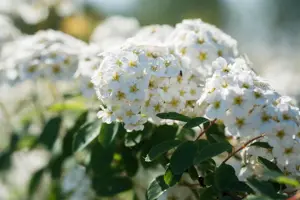 Spiraea vanhouttei - 125-150  CM C7.5 - image 5