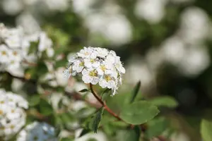 Spiraea vanhouttei - 80-100 CM C2 - image 4