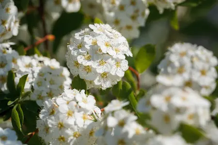 Spiraea vanhouttei - 80-100 CM C5 - image 4