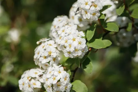 Spiraea vanhouttei - 40-50 CM C10 - image 5
