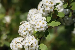 Spiraea vanhouttei - 40-50 CM C10 - image 5