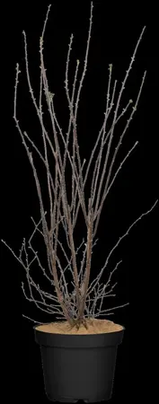 Spiraea vanhouttei - 125-150  CM C7.5 - image 3